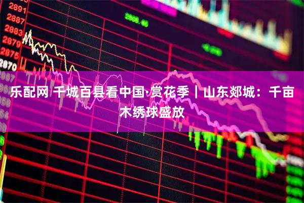 乐配网 千城百县看中国·赏花季｜山东郯城：千亩木绣球盛放